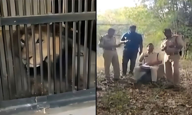 Tragic Selfie Attempt: Man from Alwar Mauled to Death in Andhra Zoo Lion Enclosure