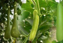 Bottle Gourd: Religious and Scientific Review