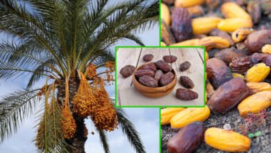 Dates – Wholesome Food for Ramadan
