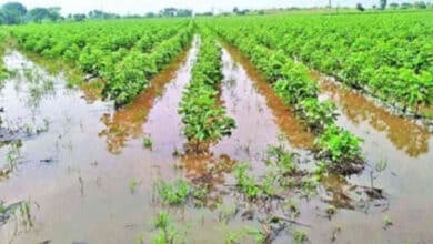 Telangana government to help farmers hit by unseasonal rains