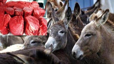 AP: Vijayawada police seize 30 kg donkey meat