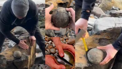 Yorkshire Man Discovers 180-Million-Year-Old Fossil on Seashore