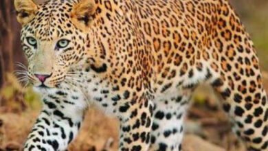Leopard sighted near Hyderabad airport