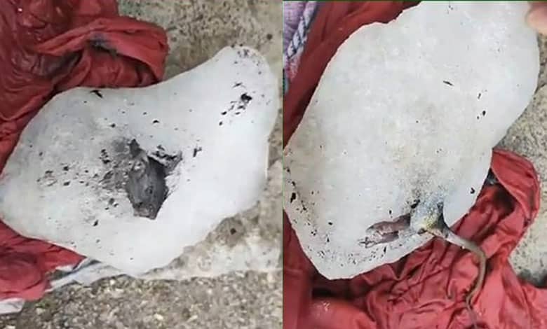 Frozen rat embedded in iceblock of Junnar factory