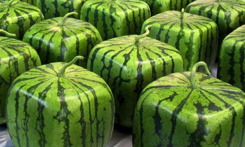 Now get square shaped watermelons this summer
