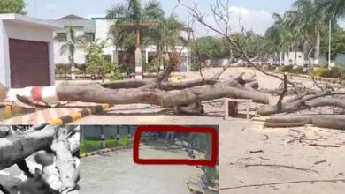 Man killed; wife injured as tree falls on them on Secunderabad hospital's premises