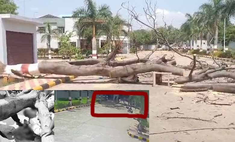 Man killed; wife injured as tree falls on them on Secunderabad hospital's premises