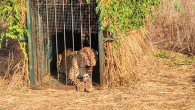 Elusive leopard finally trapped near Hyderabad Airport