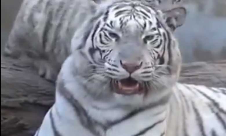 Nehru Zoological Park Mourns Loss of Bengal White Tiger