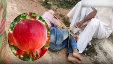 Dalit boy tied up, beaten for plucking pomegranate in Telangana