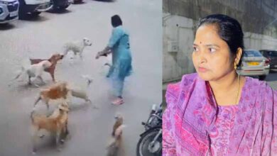 Woman Attacked by 15 Stray Dogs in Hyderabad's Manikonda Area: Video