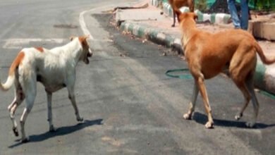 2-yr-old girl mauled to death by stray dogs in MP's Khargone
