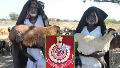 Massive Sheep Scam Uncovered in Telangana; Enforcement Directorate to Investigate