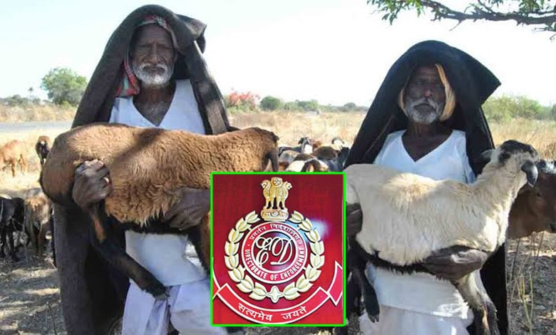 Massive Sheep Scam Uncovered in Telangana; Enforcement Directorate to Investigate