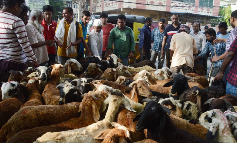 Eid al-Adha Festivities Bring Livestock Markets to Life in Hyderabad