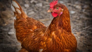 Andhra police registers FIR for barbaric killing of hen