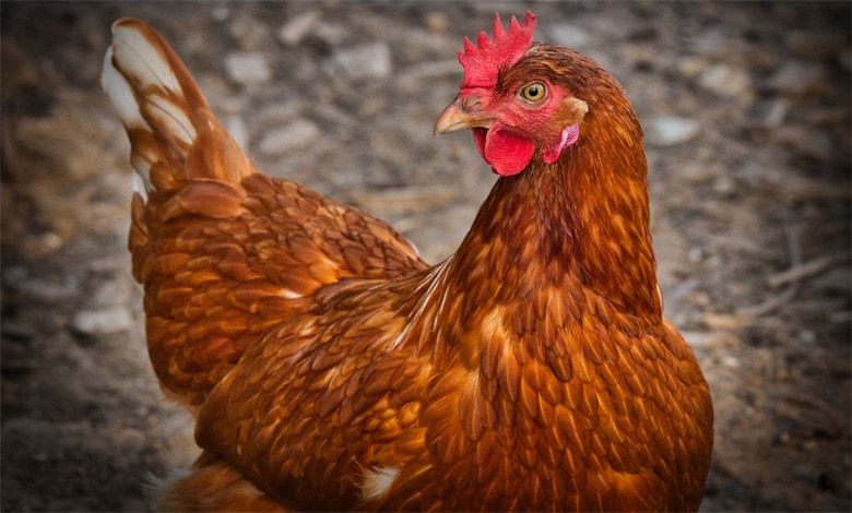 Andhra police registers FIR for barbaric killing of hen