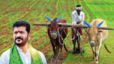 Telangana News | Government Issues Guidelines for Crop Loan Waiver, Using Ration Cards as Criteria