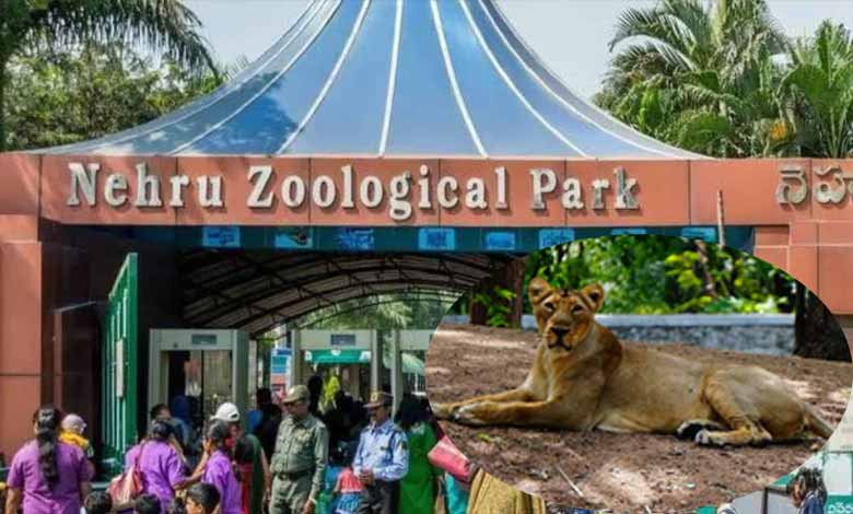 Hyderabad News | Animal keeper at Hyderabad Zoo injured after lioness pounces on him