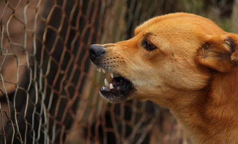 Stray Dog Horror in Hyderabad | City Grapples with Surging Dog Bite Incidents: Over 70 Cases Daily