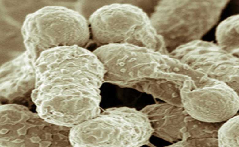 Hyderabad News | AMR: Silent pandemic, warn experts