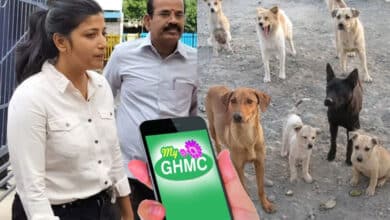 Hyderabad News | Amrapali Urges Public to Report Unmarked Stray Dogs through 'My GHMC' app