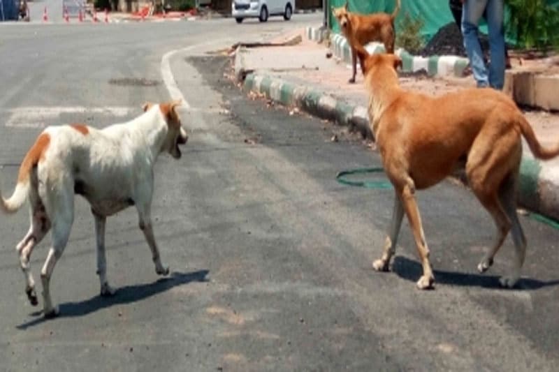 76-year-old woman on morning walk dies after pack of stray dogs attacks ...