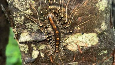 Telangana News | Indian Scutigeromorpha originated in Gondwana, reveals study