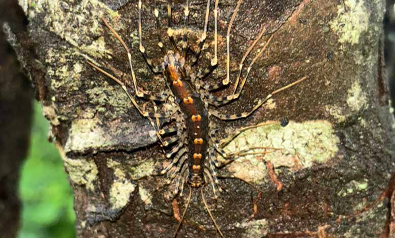 Telangana News | Indian Scutigeromorpha originated in Gondwana, reveals study