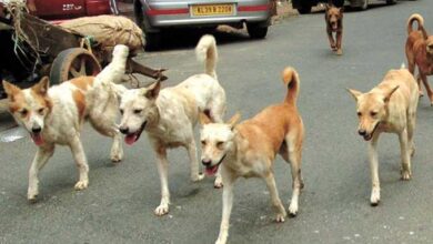 Telangana News | TPCC urges Govt to launch statewide campaign against stray dog menace