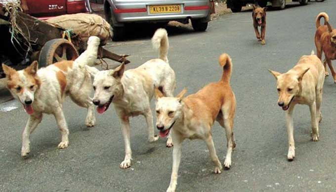 Telangana News | TPCC urges Govt to launch statewide campaign against stray dog menace