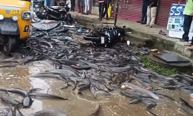 Telangana News | Fish Truck Overturns, Locals Rush to Grab Spilled Fish (Video)