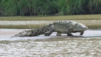 9-foot-long crocodile rescued from residential area in Mumbai