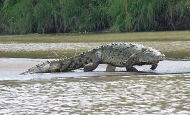 9-foot-long crocodile rescued from residential area in Mumbai