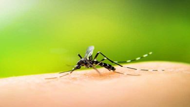 Bihar records more than 2,600 cases of dengue this year