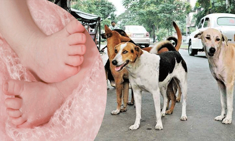 Telangana: 10-Month-Old Baby's Mutilated Body Found; Suspected Dog Attack