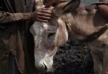 Donkey Prices Reach 3 Lakhs Due to Increasing Demand from China