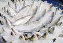 Hilsa Export Ban Lifted: Bangladesh Sends 3,000 Tonnes to India in Time for Durga Puja