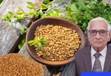 Fenugreek: A Versatile Spice, Emerging as a Key Medicinal Gum Source