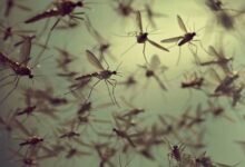 Buzzing Threat: Mosquitoes Trigger Health Alarms in Hyderabad