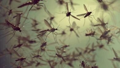 Buzzing Threat: Mosquitoes Trigger Health Alarms in Hyderabad