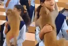 Monkey's Surprise Classroom Visit Brings Joy and Laughter