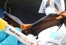 A postgraduate student has died due to the Nipah virus in the Naduth region of Thiruvalli panchayat, located in Kerala's Malappuram district. This was confirmed by the state's health minister, Veena George, on Sunday.