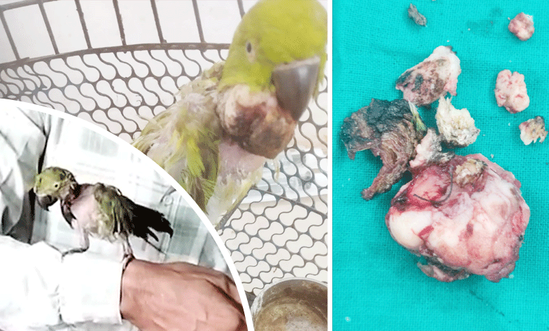 21-Year-Old Parrot Undergoes Successful Surgery to Remove 20-Gram Tumor (Video)