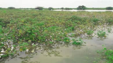 Telangana | Heavy Rains and Floods Devastate Over 20 Lakh Acres of Crops in Telangana