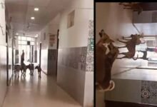 Street Dogs Create Chaos Inside Nagar Kurnool Government Hospital