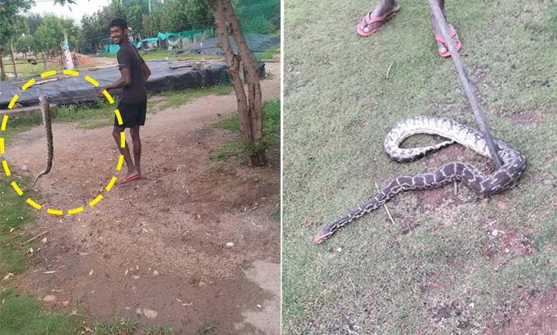 Hyderabad News | 6-Foot Python Rescued Near Balapur During Heavy Rains in Hyderabad