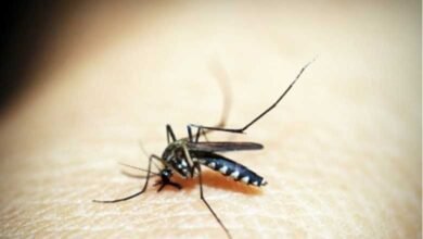 Vadodara sets up 28-bed dedicated treatment ward to tackle dengue