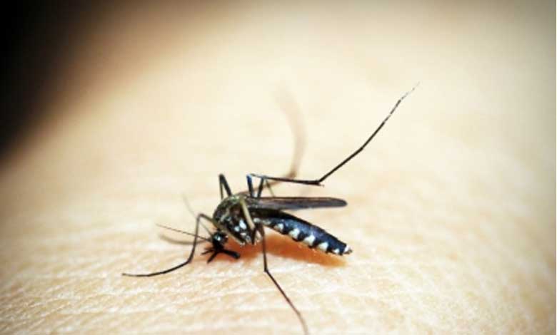 TN Health Dept on high alert as dengue cases on the rise