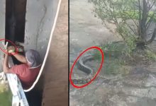 Massive Python Rescued at Himayat Sagar Crest Gate by Brave Snake Society Members